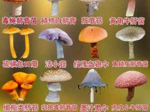 99 国精产品灬源码 1 蘑菇，营养丰富的天然食材