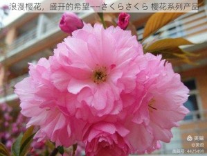 浪漫樱花，盛开的希望——さくらさくら 樱花系列产品