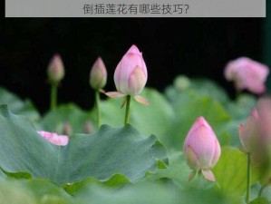 倒插莲花有哪些技巧？