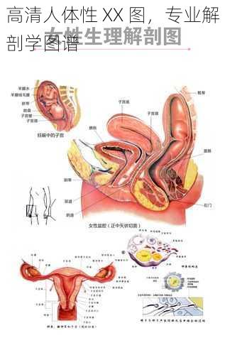 高清人体性 XX 图，专业解剖学图谱