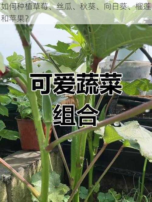 如何种植草莓、丝瓜、秋葵、向日葵、榴莲和苹果？